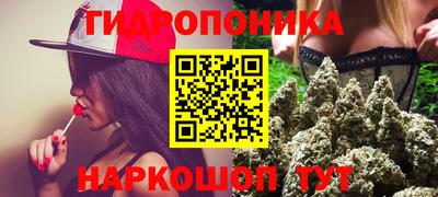 шишки Кингисепп